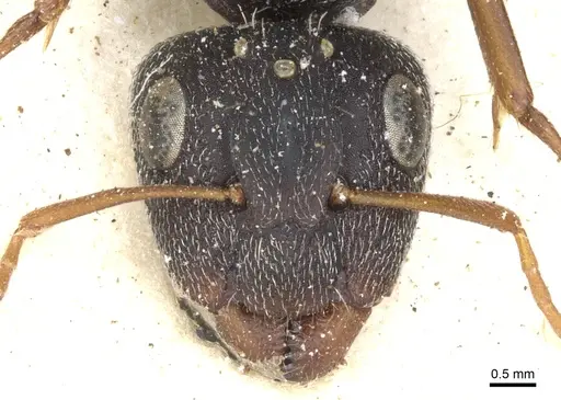 Camponotus auropubens - CASENT0903488