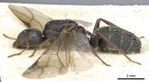 Camponotus auropubens - CASENT0903488