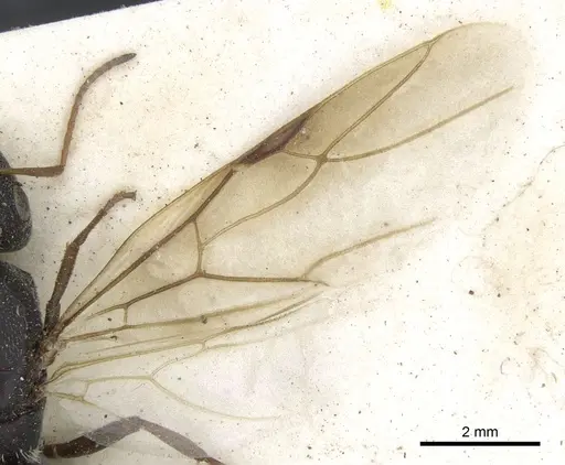 Camponotus auropubens - CASENT0903488