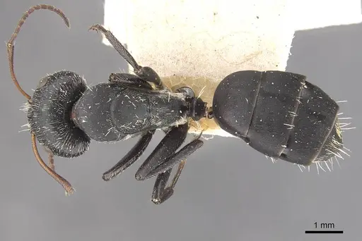 Camponotus auropubens - CASENT0910475