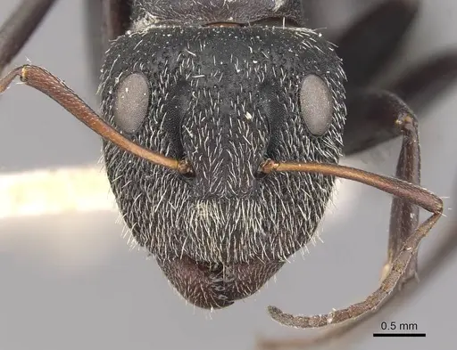 Camponotus auropubens - CASENT0910475