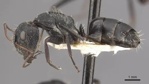 Camponotus auropubens - CASENT0910475