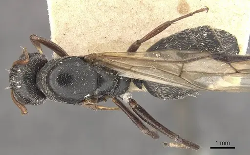 Camponotus auropubens - CASENT0910476