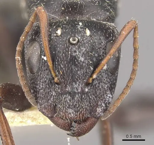 Camponotus auropubens - CASENT0910476