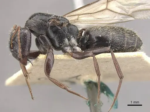 Camponotus auropubens - CASENT0910476