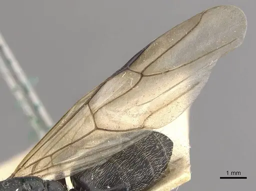 Camponotus auropubens - CASENT0910476