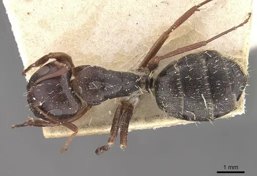 Camponotus auropubens - CASENT0910489