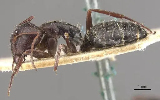 Camponotus auropubens - CASENT0910489