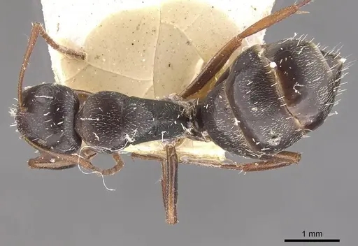 Camponotus auropubens - CASENT0910490