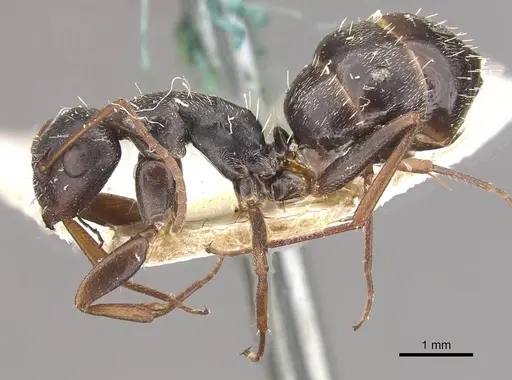 Camponotus auropubens - CASENT0910490