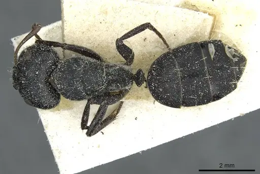 Camponotus auropubens - CASENT0911819