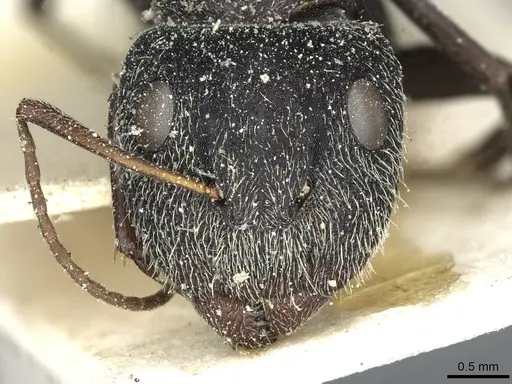 Camponotus auropubens - CASENT0911819