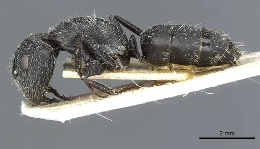 Camponotus auropubens - CASENT0911819
