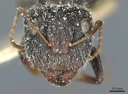 Camponotus auropubens - CASENT0911820