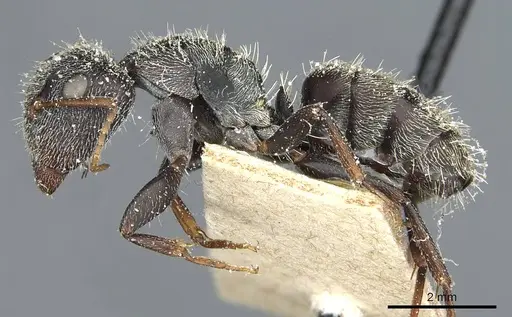 Camponotus auropubens - CASENT0911820