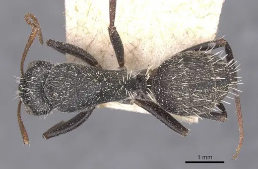 Camponotus auropubens - CASENT0911821