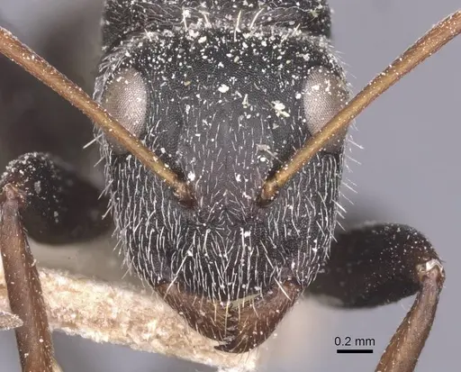 Camponotus auropubens - CASENT0911821