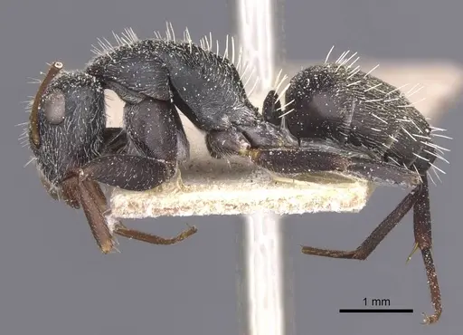 Camponotus auropubens - CASENT0911821