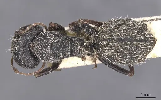 Camponotus auropubens - CASENT0911822