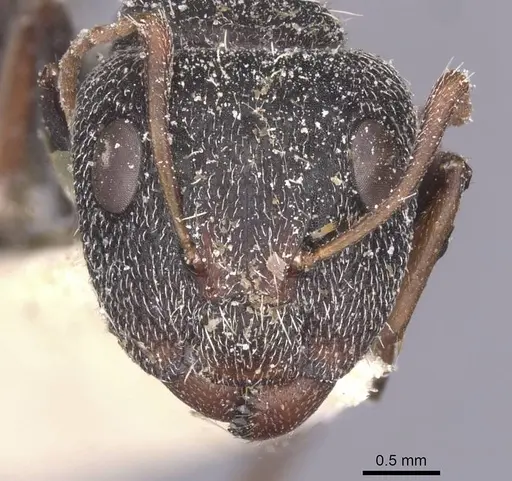 Camponotus auropubens - CASENT0911822