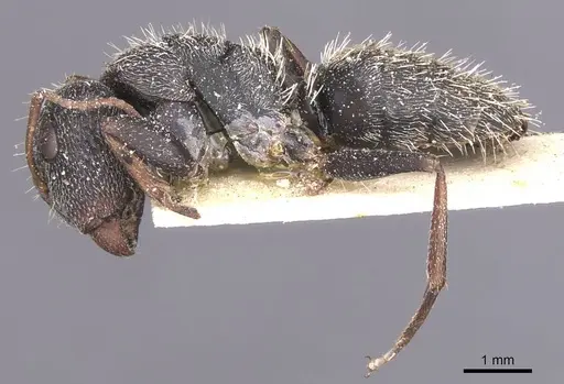 Camponotus auropubens - CASENT0911822