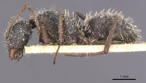 Camponotus auropubens - CASENT0911823