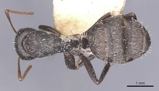 Camponotus auropubens - CASENT0911834