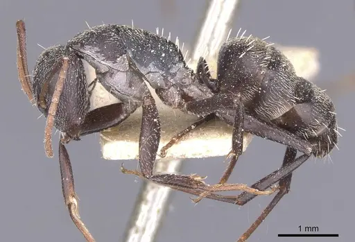 Camponotus auropubens - CASENT0911834