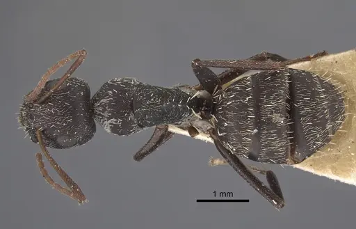 Camponotus auropubens - CASENT0917860