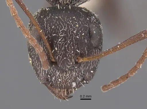 Camponotus auropubens - CASENT0917860