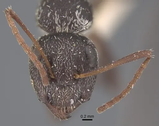 Camponotus auropubens - CASENT0917860