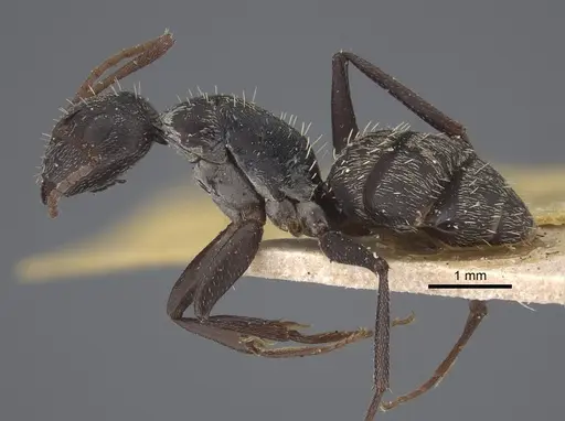 Camponotus auropubens - CASENT0917860