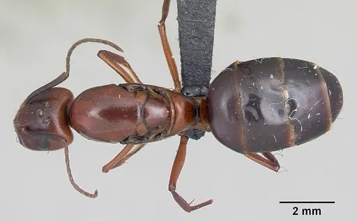 Camponotus aurosus specimen