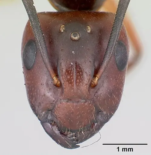 Camponotus aurosus specimen