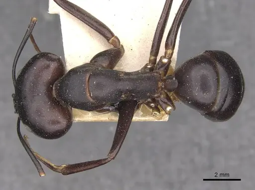 Camponotus autrani specimen