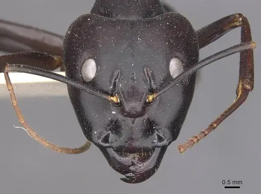 Camponotus autrani specimen
