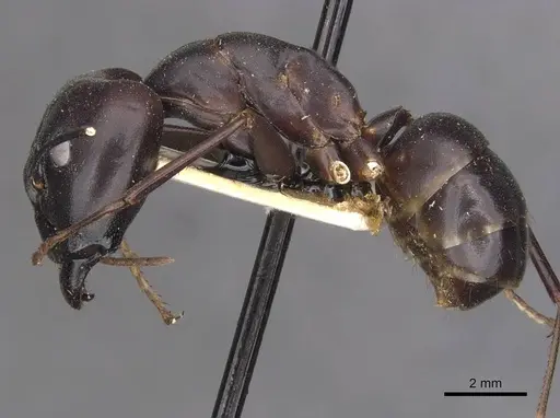 Camponotus autrani specimen