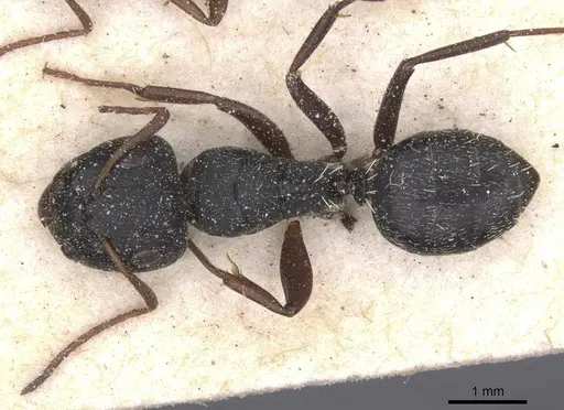 Camponotus avius specimen