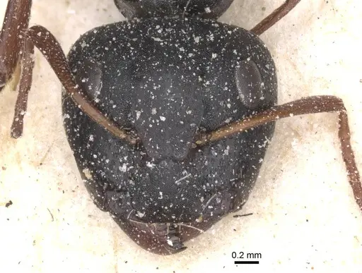 Camponotus avius specimen
