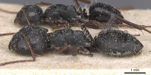 Camponotus avius specimen