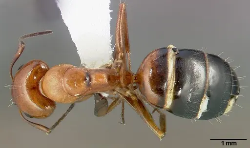 Camponotus bakeri specimen