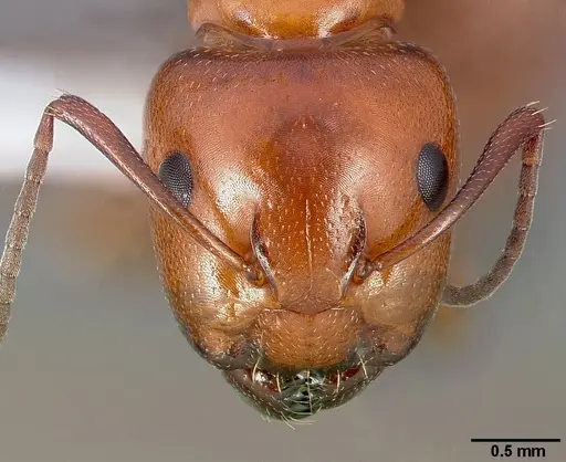 Camponotus bakeri specimen