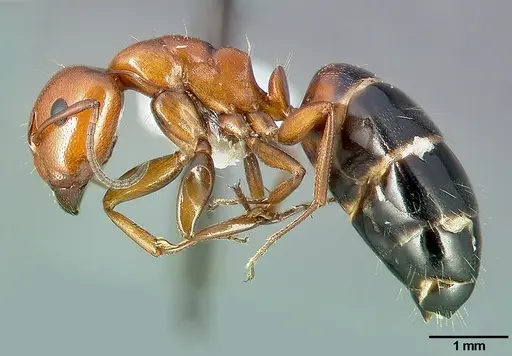 Camponotus bakeri specimen