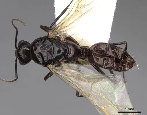 Camponotus bakeri - CASENT0844042