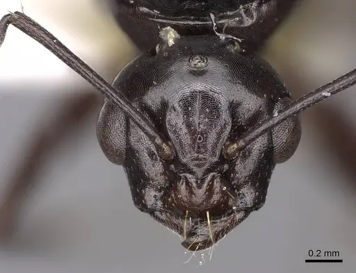 Camponotus bakeri - CASENT0844042