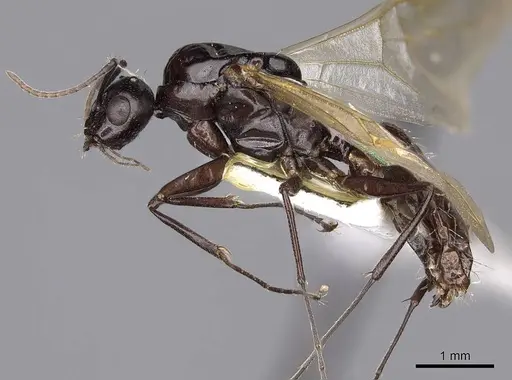 Camponotus bakeri - CASENT0844042
