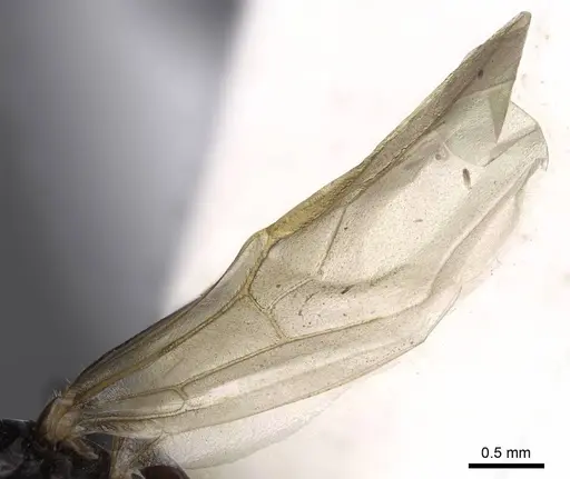 Camponotus bakeri - CASENT0844042