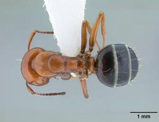 Camponotus bakeri - CASENT0844043
