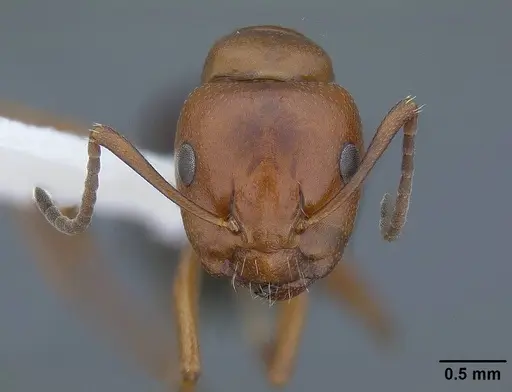 Camponotus bakeri - CASENT0844043