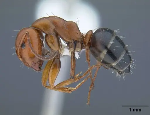 Camponotus bakeri - CASENT0844043